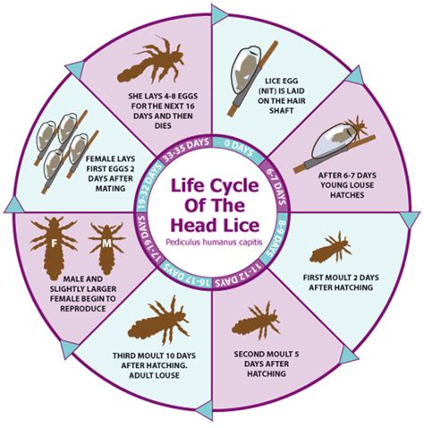 Head Lice: Their Life Cycle, Their Treatment, and Prevention.